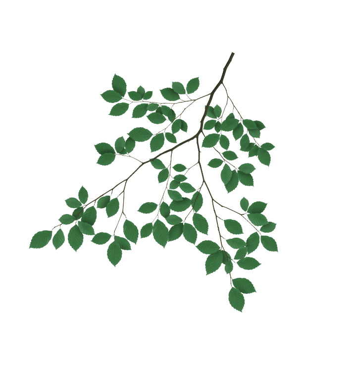 side leaf image